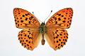 argynnis laodice